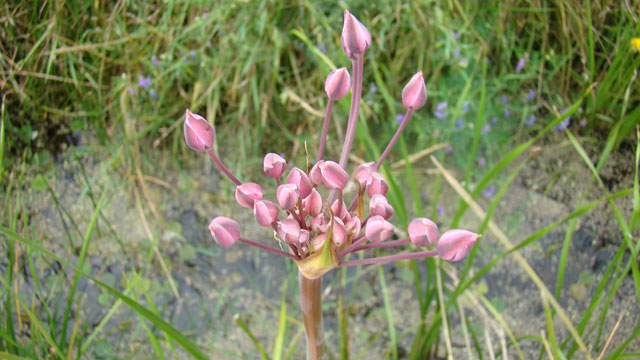 Zwanenbloem - Butomus umbellatus