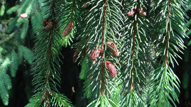 Fijnspar - Picea abies
