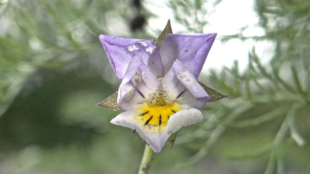 Driekleurig viooltje - Viola tricolor