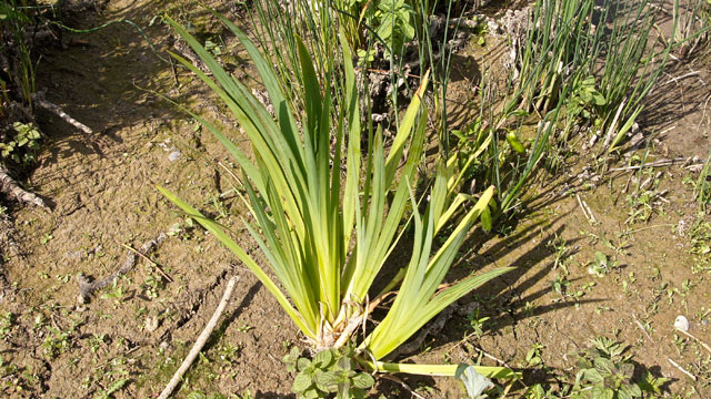 Flora van nederland: gele lis iris pseudacorus Yucca gele bladeren