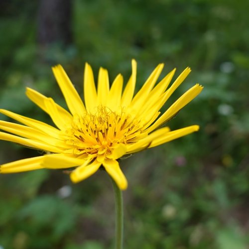 Oosterse morgenster voor Sterre Flora van Nederland 2024