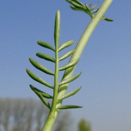 Pinksterbloem blad Flora van Nederland