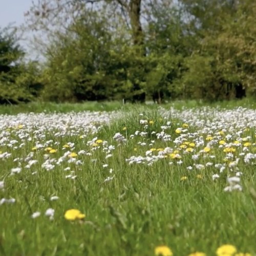 Pinksterbloemen in weide Flora van Nederland