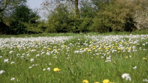 Pinksterbloemen in weide Flora van Nederland