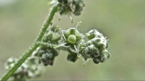 Melganzenvoet Amarantenfamilie Flora van Nederland