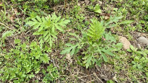 Ambrosia Alsemambrosia Flora van Nederland 2025