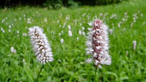 Anjerachtigen leren herkennen Flora van Nederland