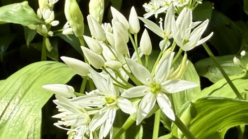 Aspergeachtigen leren herkennen Flora van Nederland