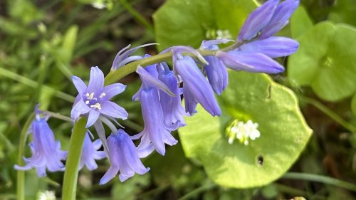 Wilde hyacint Flora van Nederland soort