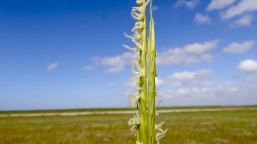Assiciatie van Engels slijkgras Flora van Nederland