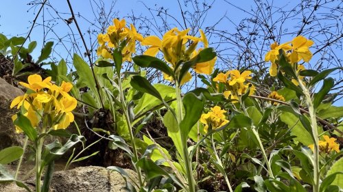 Muurbloem associatie Flora van Nederland muurflora