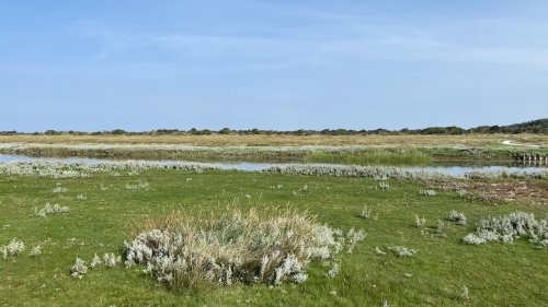 Associaties in augustus Flora van nederland