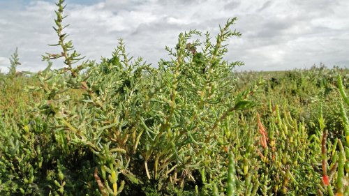 Plantengemeeschappen in september Flora van Nederlad Associaties