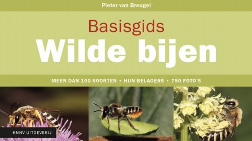 Basisgids Wilde bijen KNNV Flora van Nederland