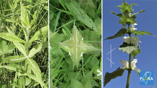 Bladstanden Flora van Nederland Kruisgewijs