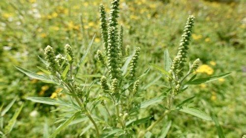 Ambrosia Flora van Nederland bloei