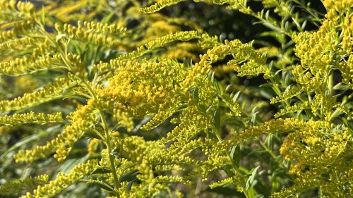 Canadese guldenroede flora van Nederland bloei