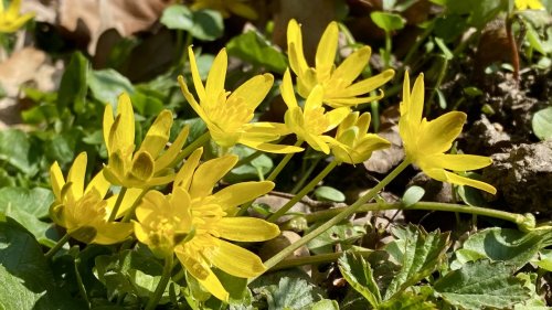 Gewoon speenkruid Flora van Nederland februari maart