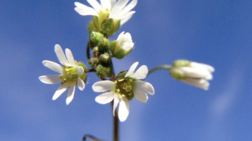 Vroegeling Flora van Nederland