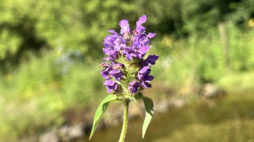 Brunel Flora van Nederland juli