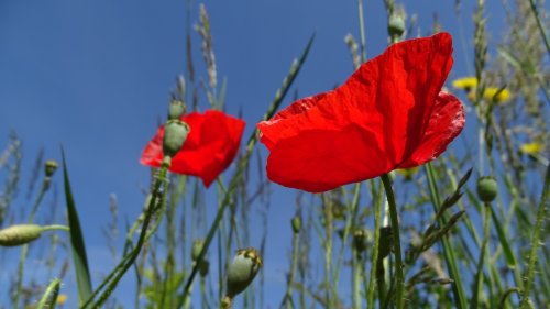 Bloeimaand mei Flora van Nederland