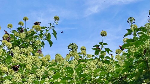 Klimop met vlinders Flora van Nederland