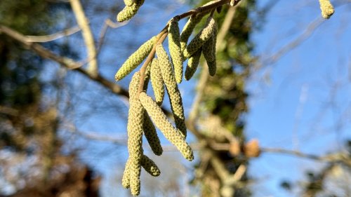 Hazelaar Flora van Nederland bloeikalender december