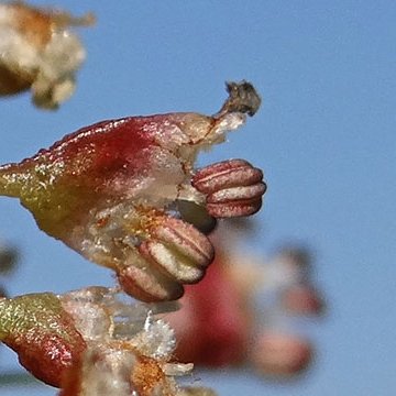 fladderiep bloei