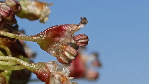 fladderiep bloei