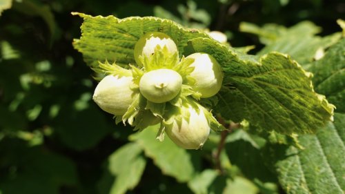 Hazelnoten flora van Nederland Hazelaar
