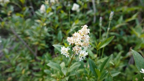 Wilde liguste Flora van Nederland Olijffamilie