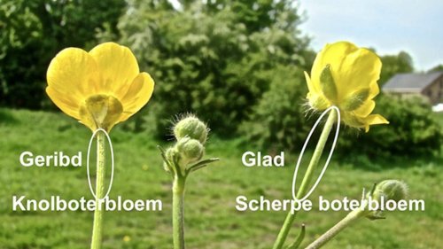 Boterbloemen vergelijken Flora van Nederland
