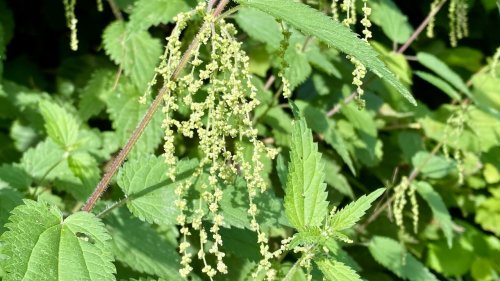 Soorten vergelijken Brandnetels Flora van Nederland