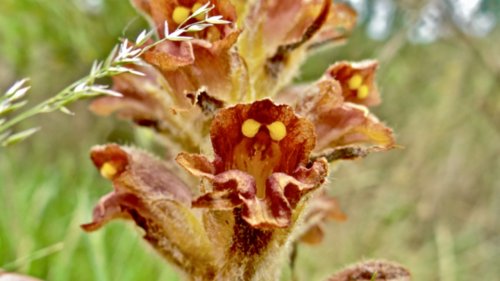 Grote bremraap Flora van Nederland
