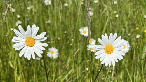 Margiet composiet Flora van Nederland 2023