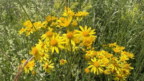 Jakobskruiskruid Flora van Nederland Composiet