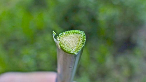 Soorten vergelijken Cypergrassen Flora van Nederland