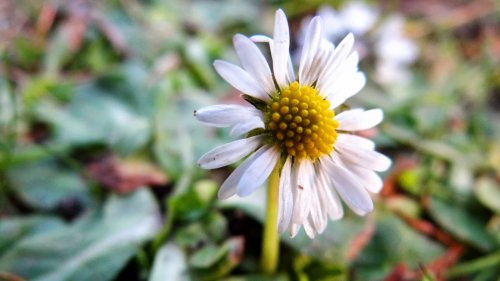 Bellis perennis 61