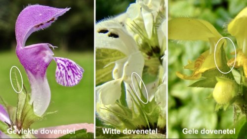 Doventels vergelijken Flora van Nederland