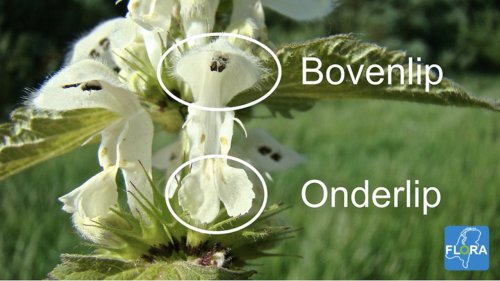 Soorten vergelijken Flora van Nederland Doventels