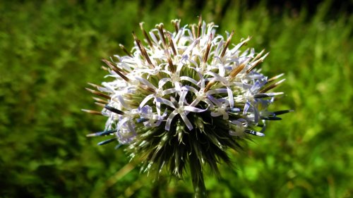 echinops