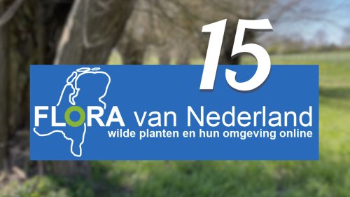Flora van Nedrland 15 jaar facebook 2023