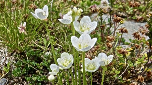 Geranium- en Vioolachtigen leren herkennen Flora van Nederland