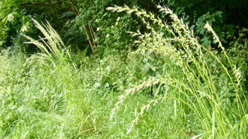 Grasachtigen leren herkennen Flora van Nederland