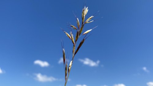 Grassen en meer Flora van Nederland