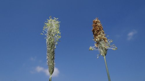 Grote vossenstaart Flora van Nederland grassenfamilie
