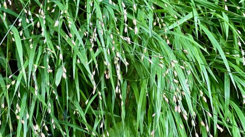 Eenbloemig parelgras Flora van Nederland grassen vergelijken