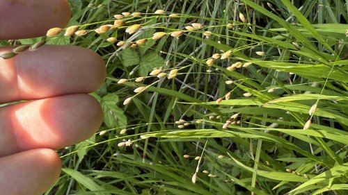 Eenbloemig parelgras Flora van Nederland soort