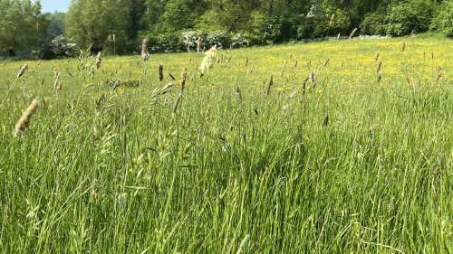 Grassen vergelijken Flora van Nederland determineren