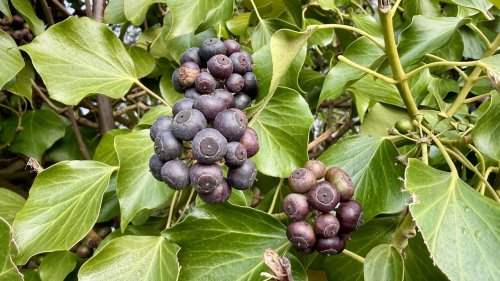 Klimop Flora van Nederland groenblijver met bessen